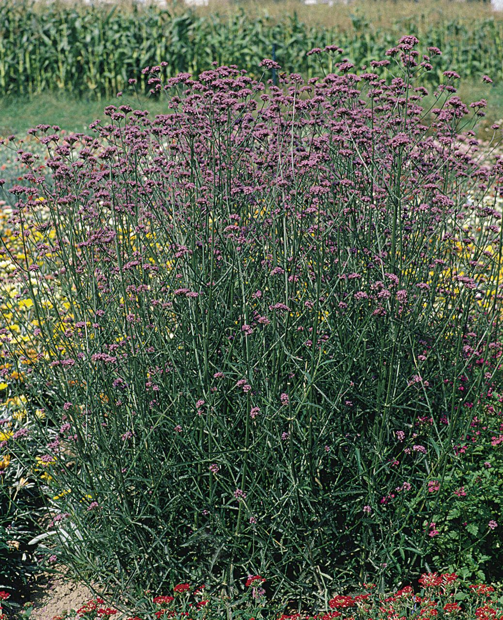purpletop vervain